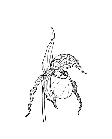 Maloza Flora